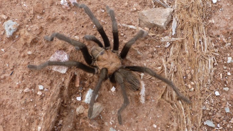 Close up of a tarantula in the southern utah desert