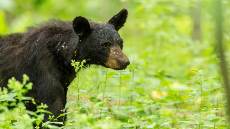 a black bear walking on a grassy area