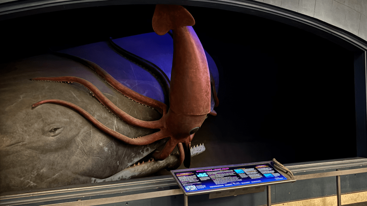 How one of the American Museum of Natural History’s most terrifying dioramas get clean