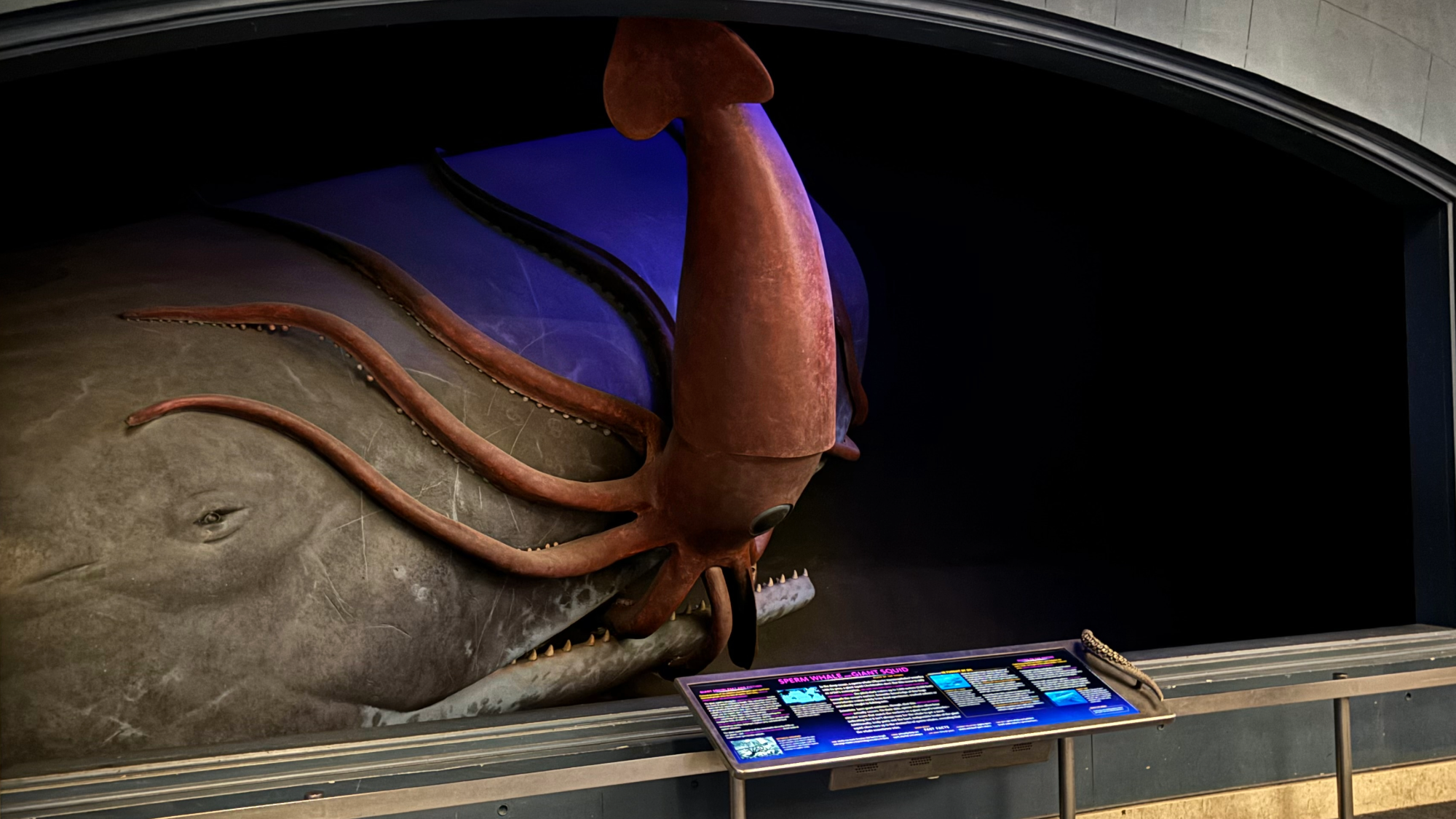 a diorama of a sperm whale eating a giant squid