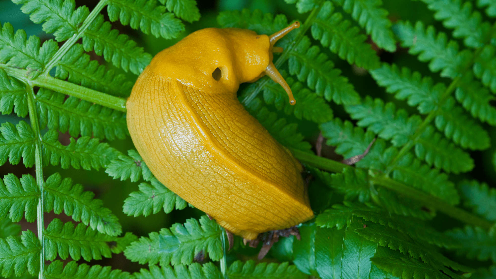 a yellow banana slug curled up on a green fern