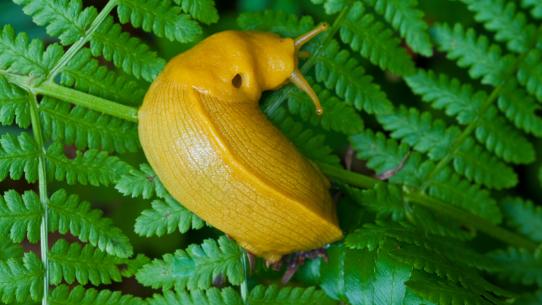 a yellow banana slug curled up on a green fern