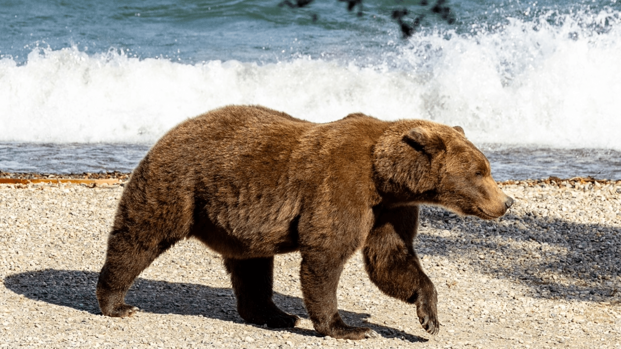 History-making mother bear could be big Fat Bear Week 2026 contender