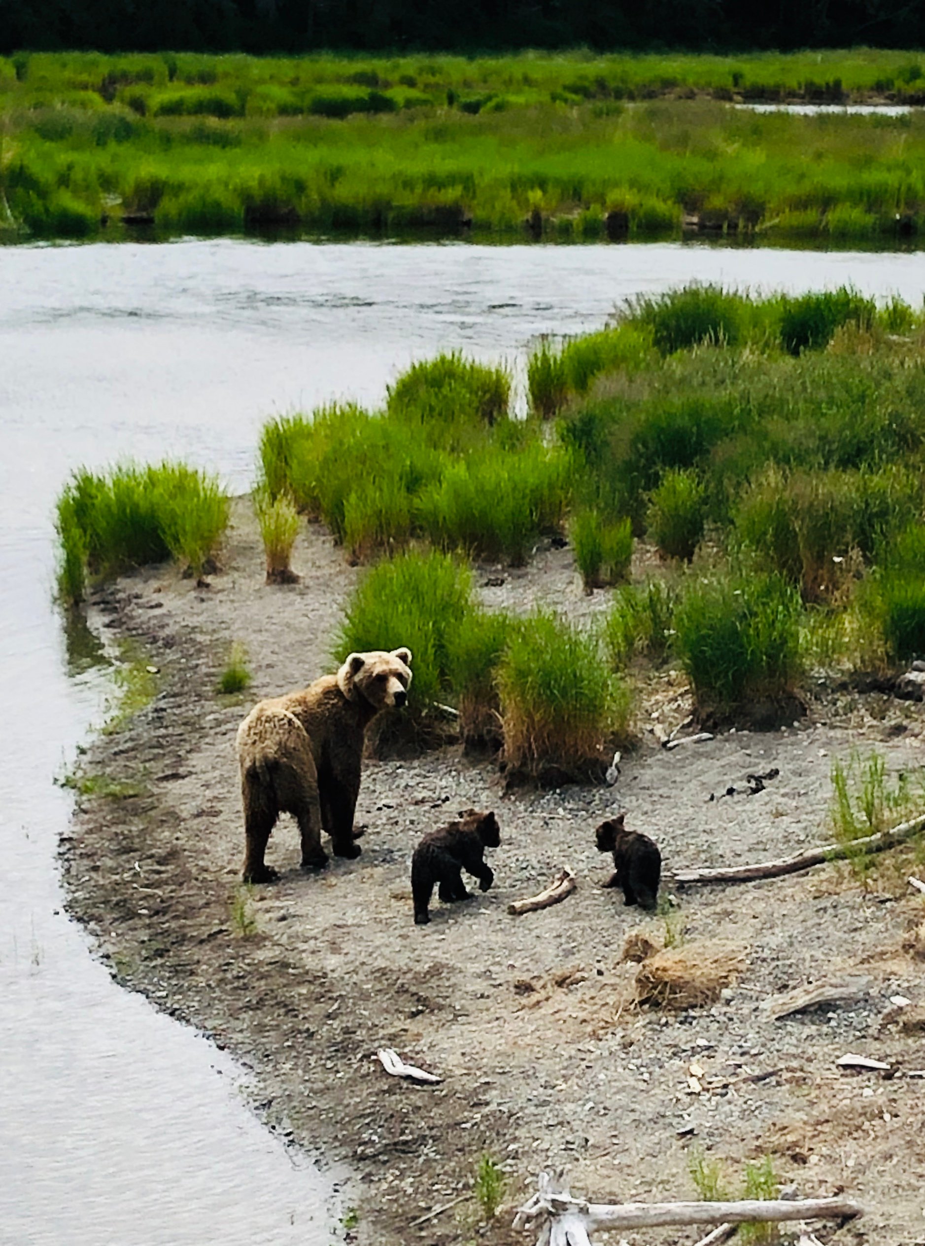 A mother bear with two cubs walking along a river bank