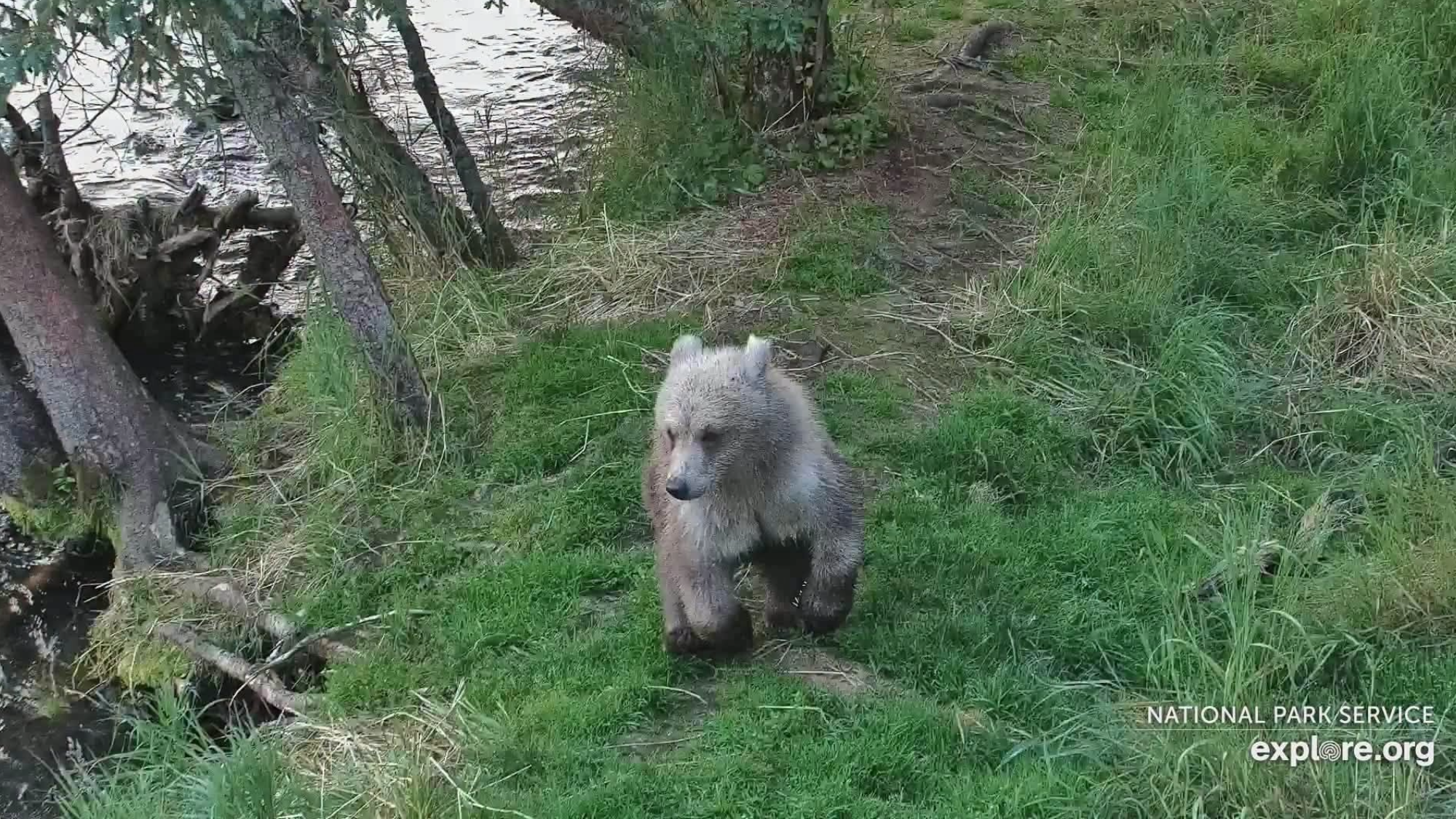 a bear cub sits by a tree with porcupine quills in its hand