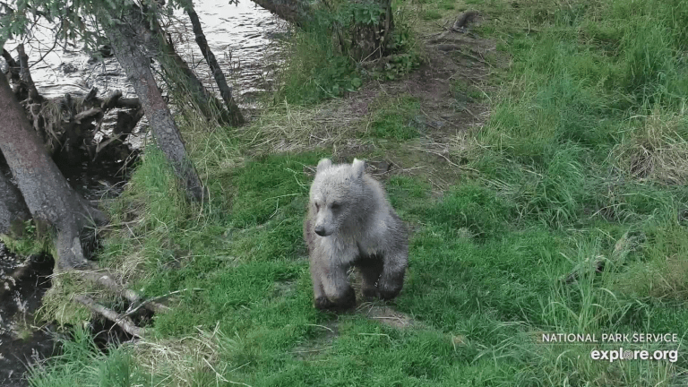 a bear cub sits by a tree with porcupine quills in its hand