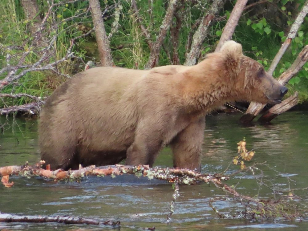 a bear with light brown fur walking in a river