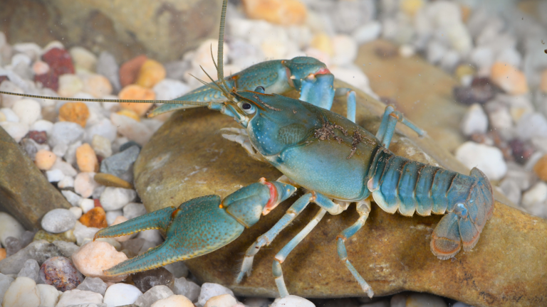 a blue-colored crayfish. it has pincers like a lobster and long antennae