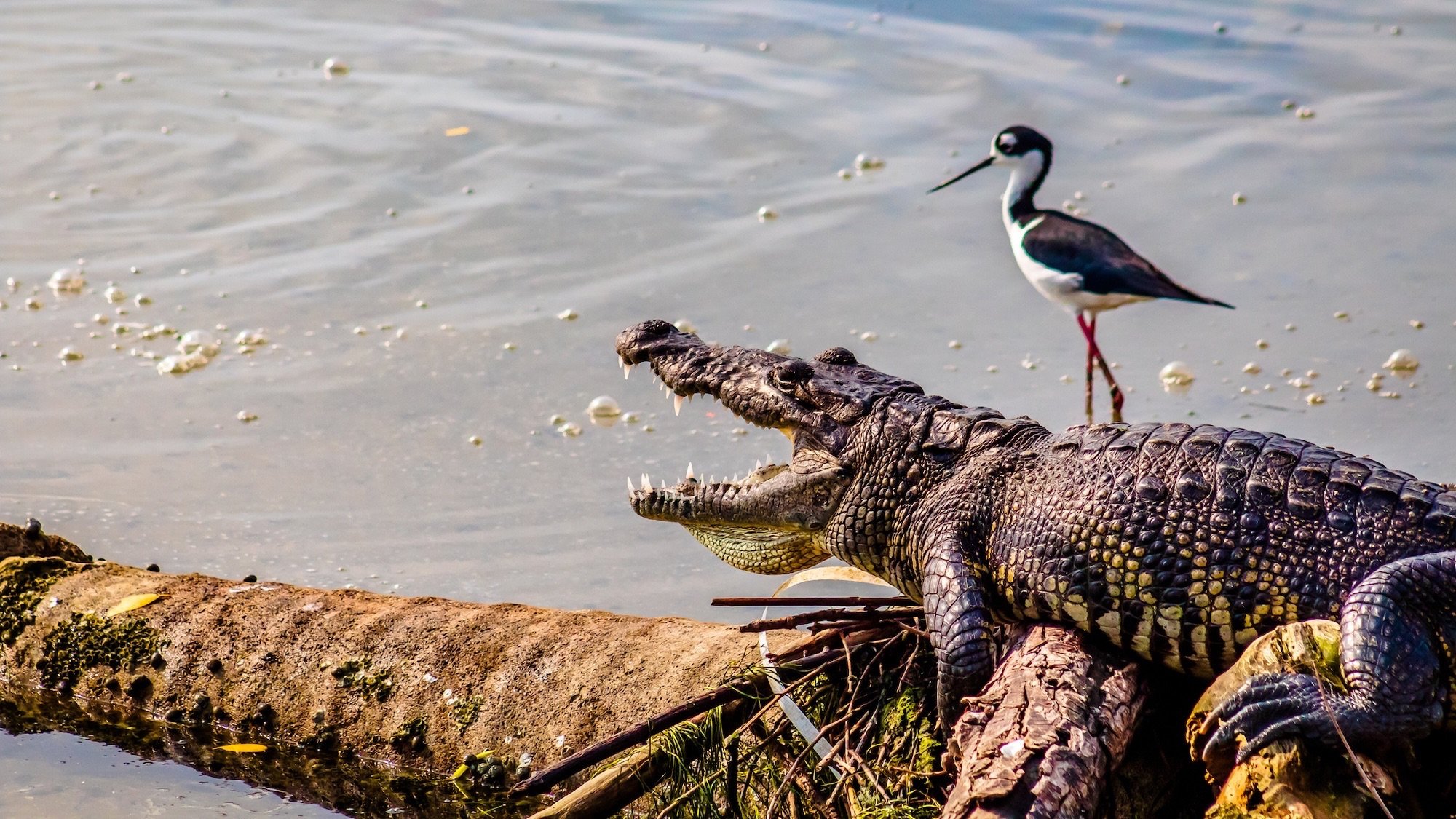 Swamp crocodile, and black-necked stilt in Laguna del Carpintero in Tampico, Tamaulipas