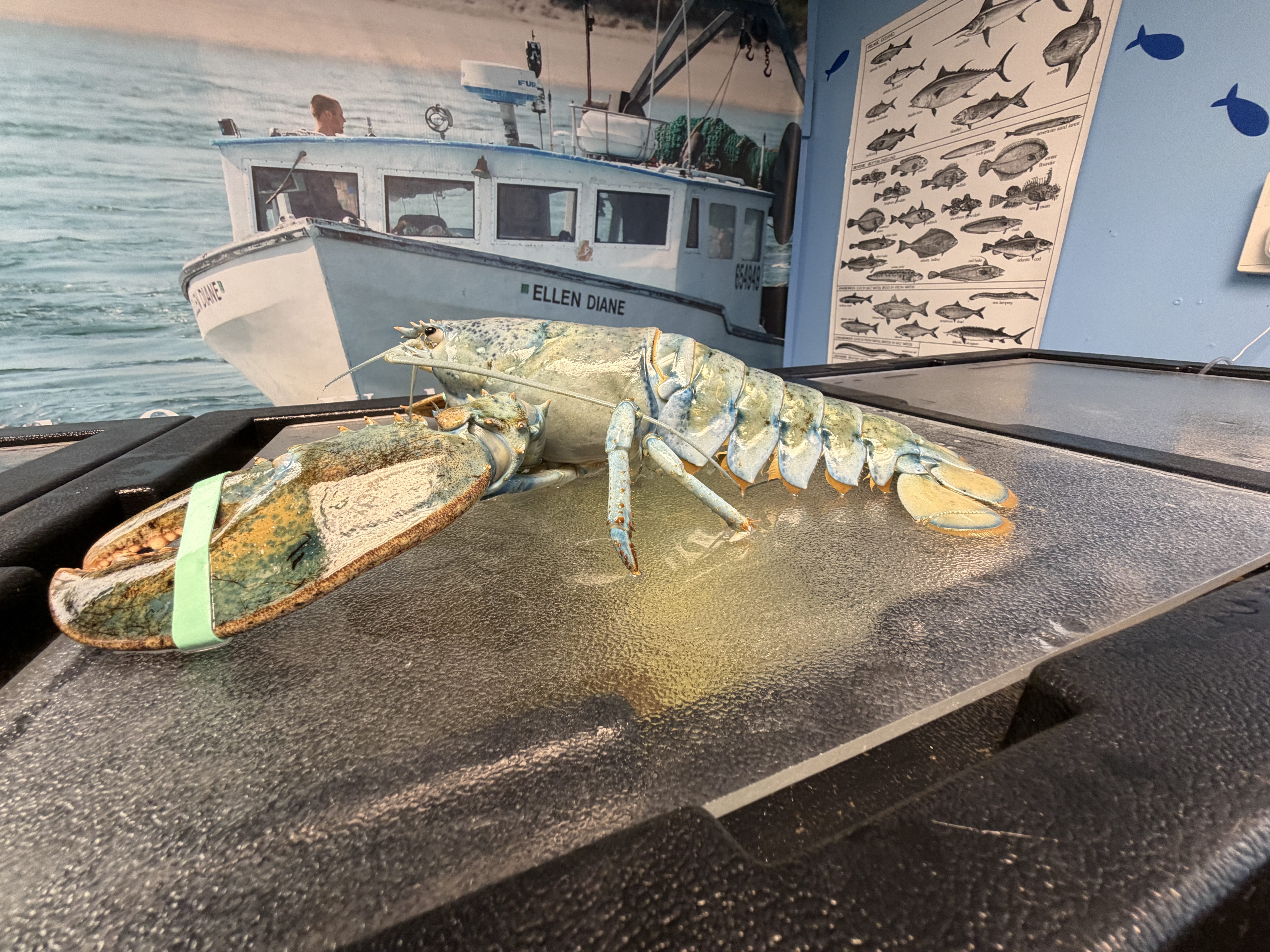 a blue lobster sitting on a table in front of a picture of a boat