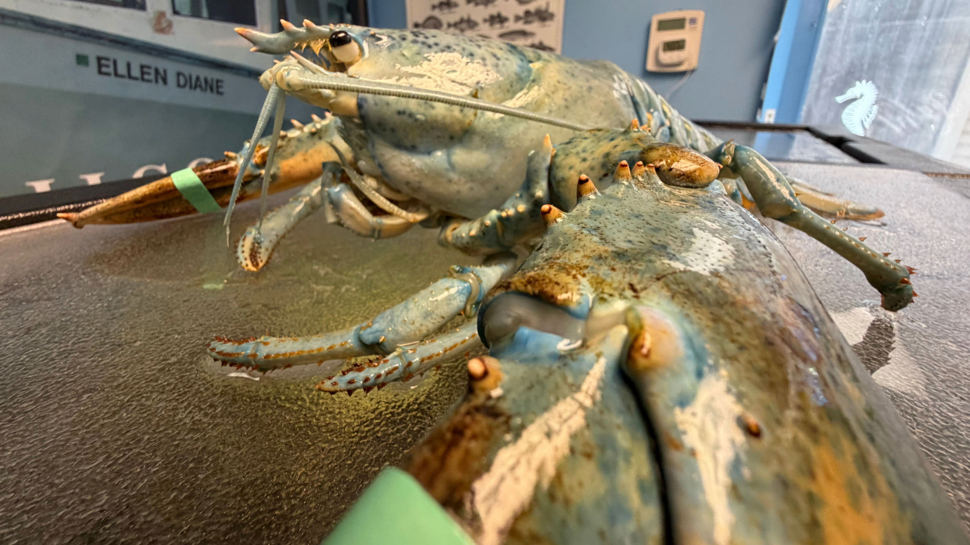 Rare blue lobster gets another shot at life in the ocean