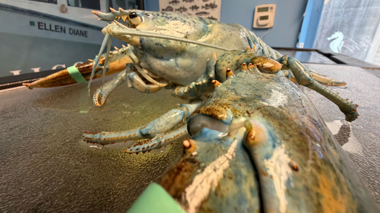 a blue lobster
