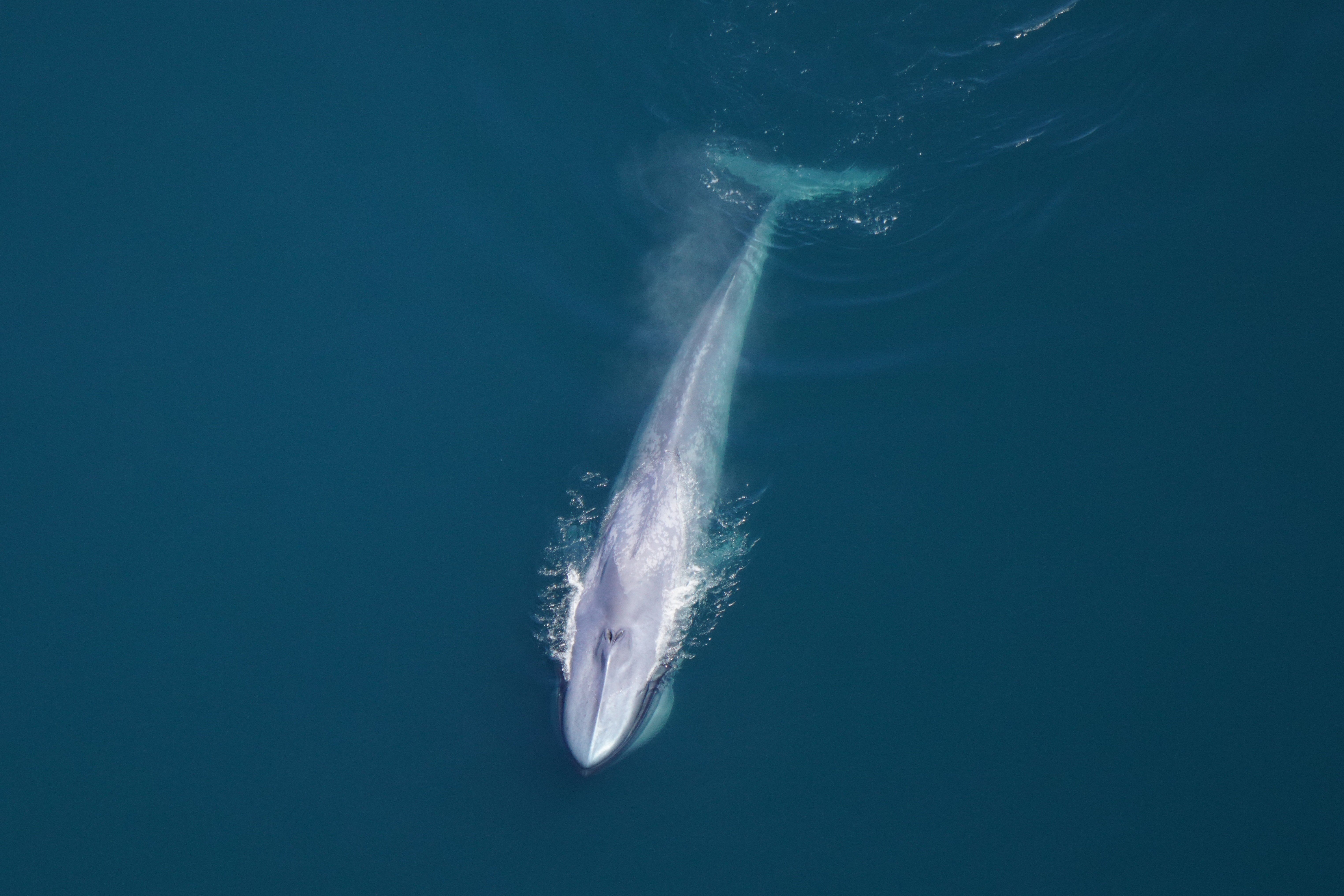 an aerial view of a blue whale swimming