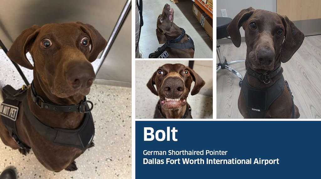 a collage of images of a dog with short brown hair. the text reads "bolt, german shorthairs pointer, dallas fort worth international airport."