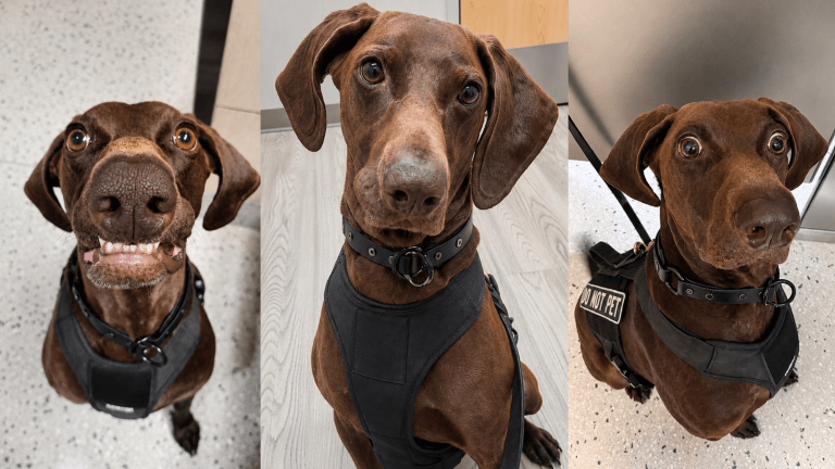 a dog with short brown hair
