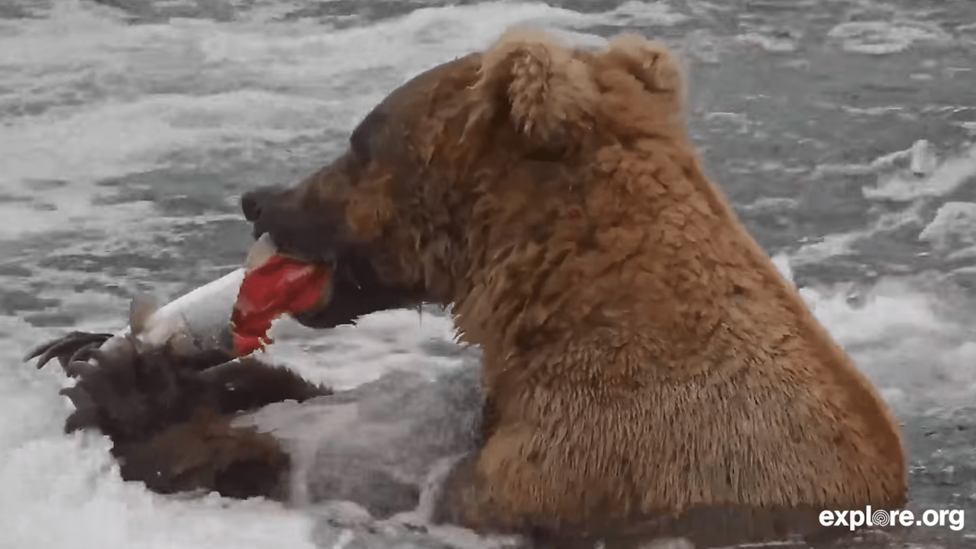 a bear eating a salmon
