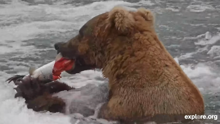 a bear eating a salmon