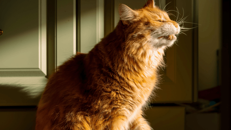Ginger fluffy cat showing the flehmen response after picking up a curious scent.