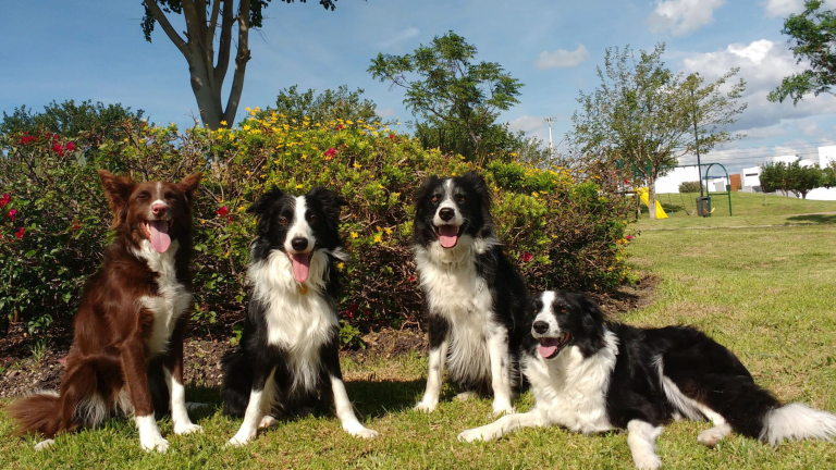 four dogs with black and white fur sitting on grass in front of bushes