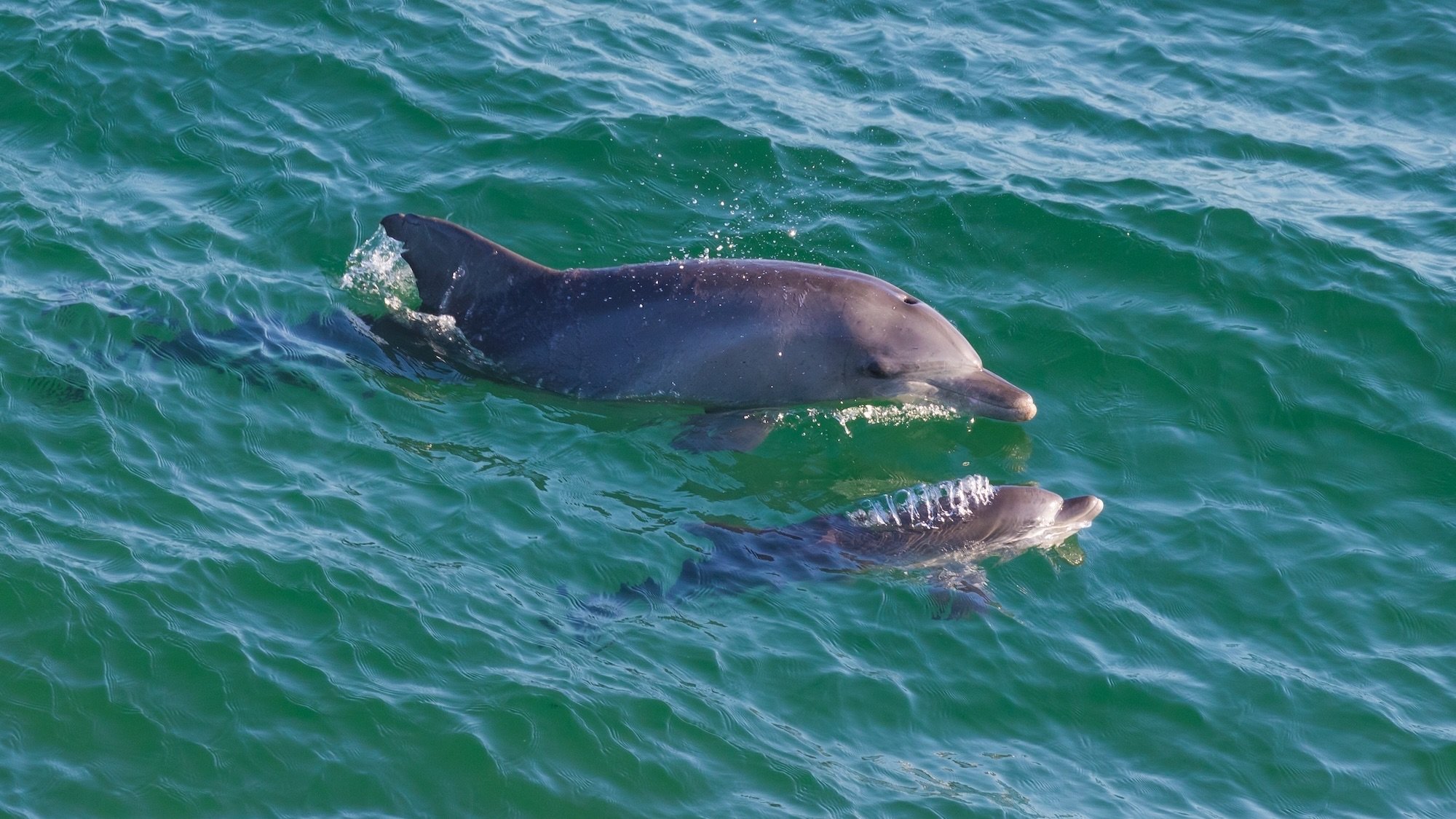 Dolphin mother and calf in the ocean