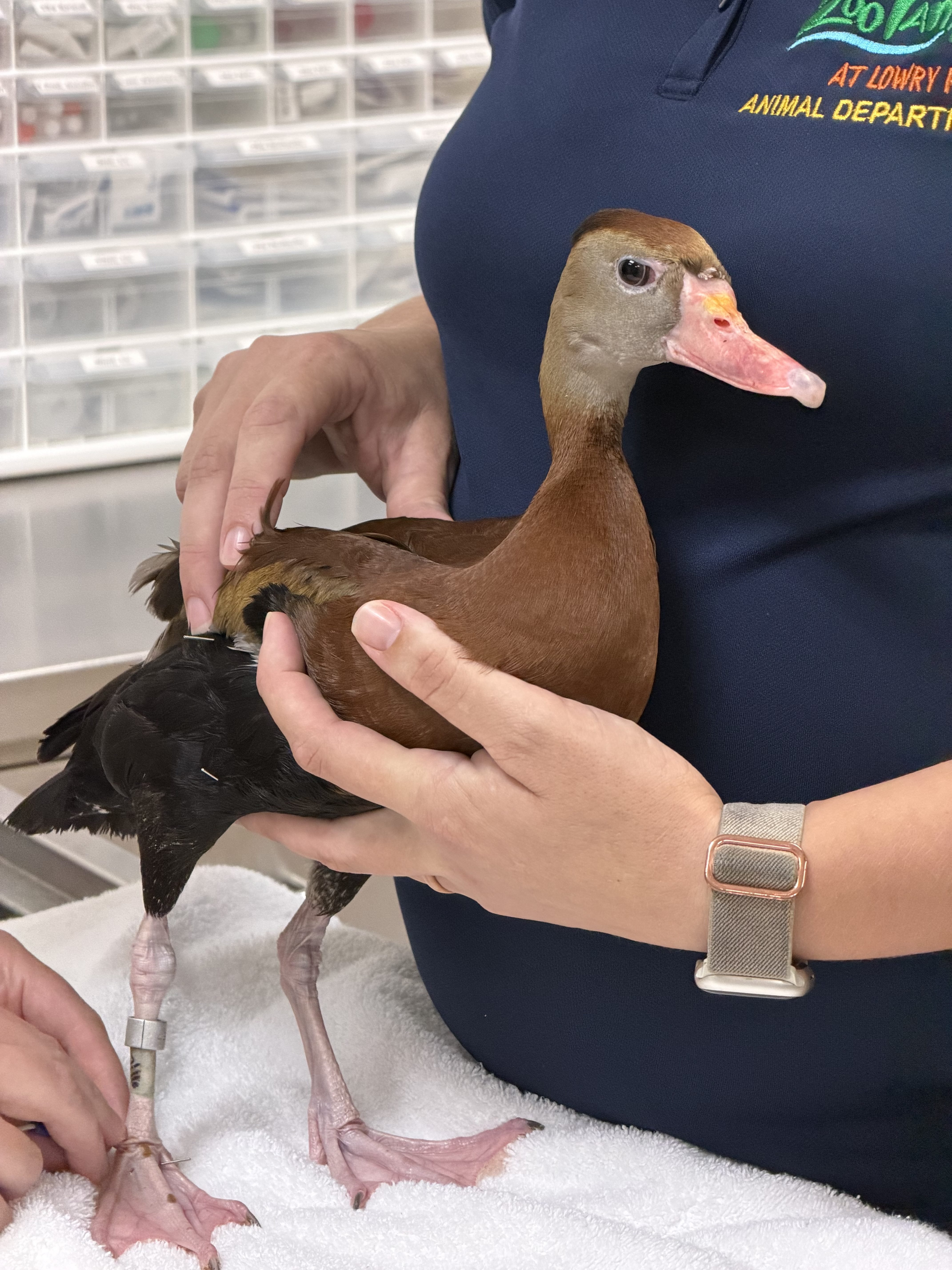 a duck gets an acupuncture treatment