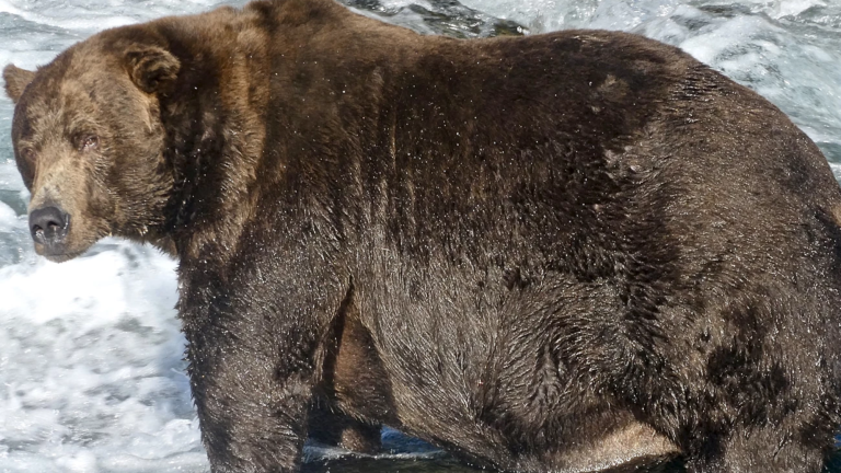 a large male bear stands in a river