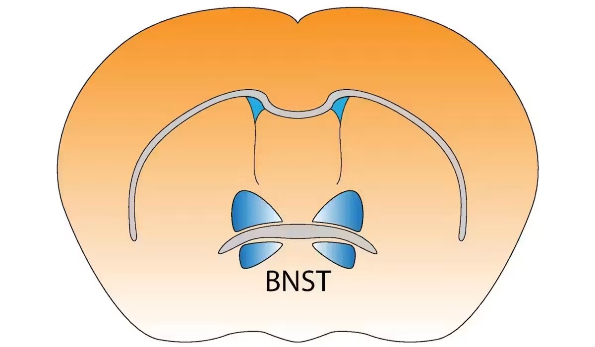 BNST in brain