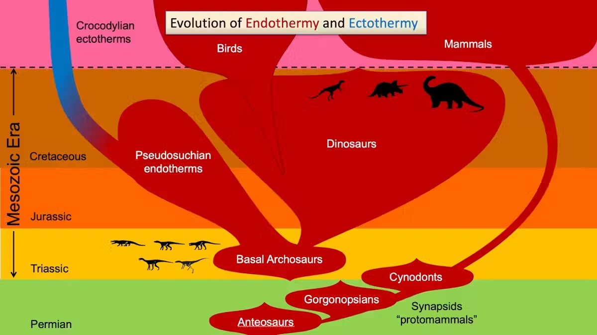 chart of evolution