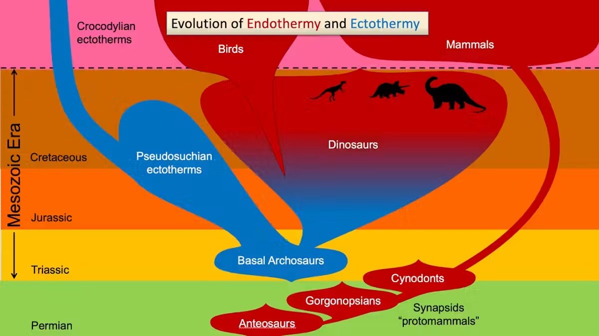 evolution chart