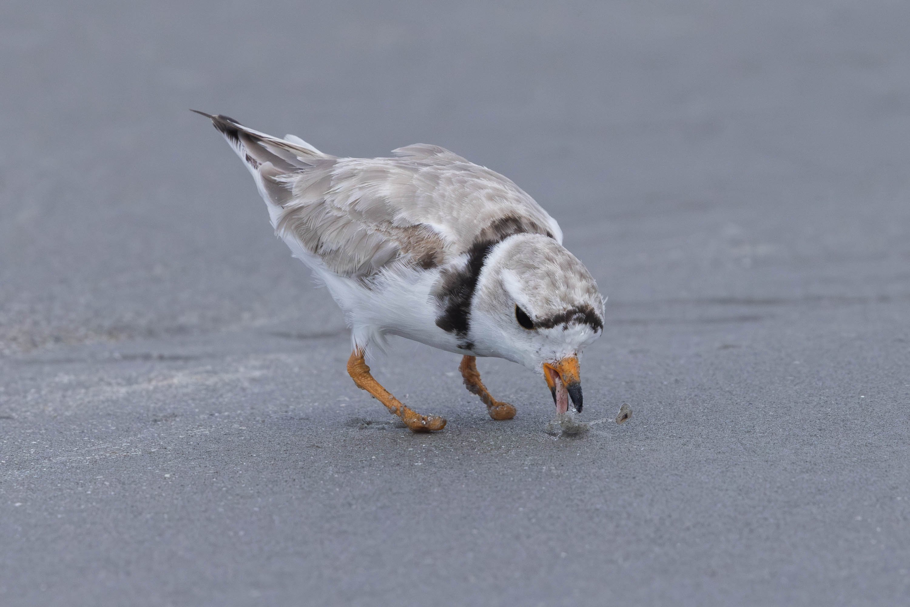 a small bird foraging in the sand