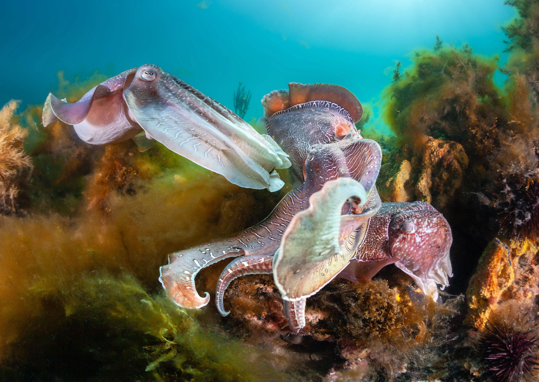 two large cuttlefish fighting