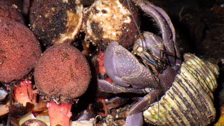 a hermit crab grabbing a plant that looks like a mushroom