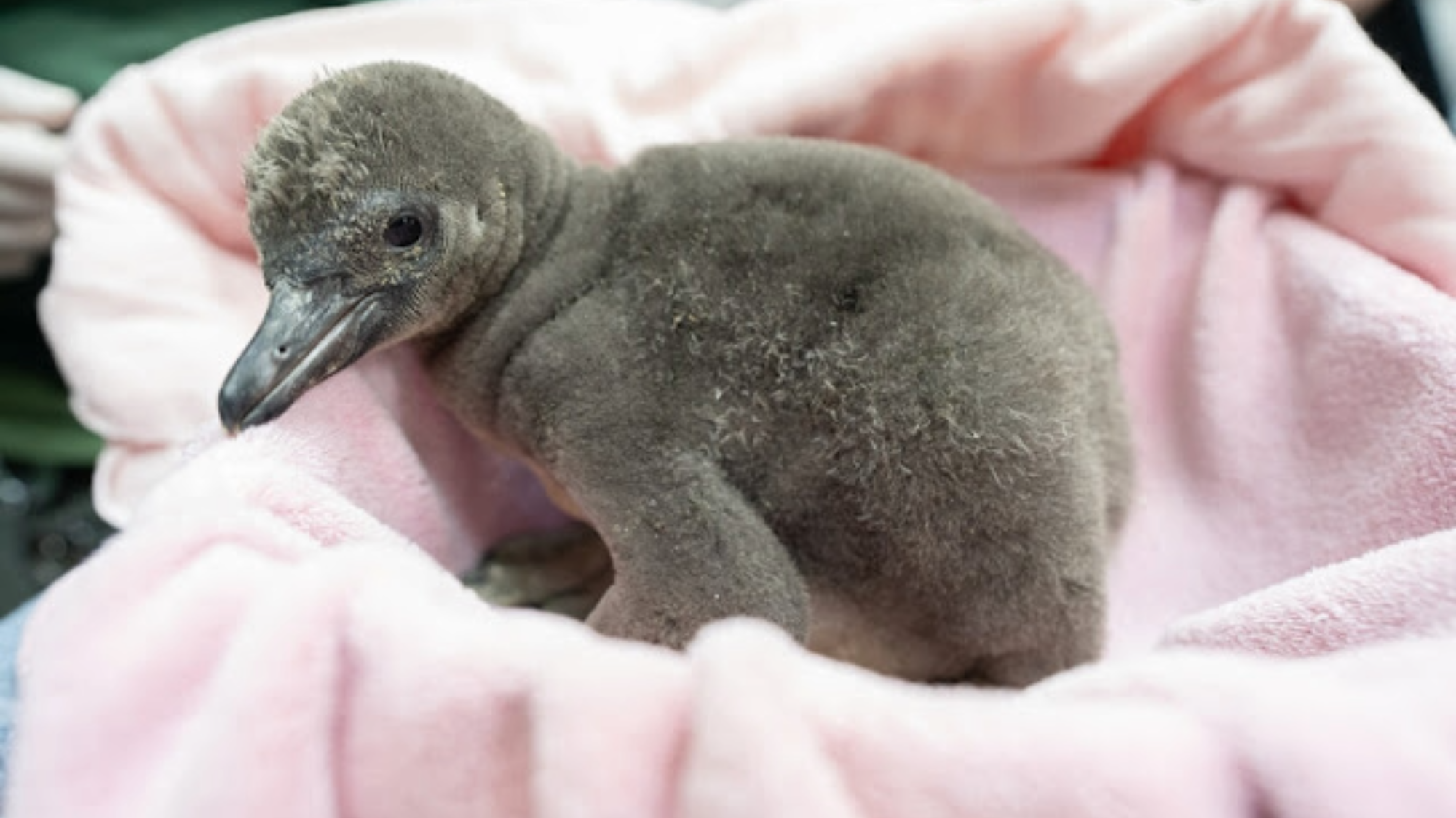 a baby penguin chick with fuzzy gray feathers sits on a pink towel