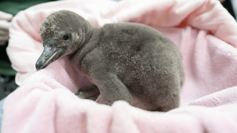 a baby penguin chick with fuzzy gray feathers sits on a pink towel