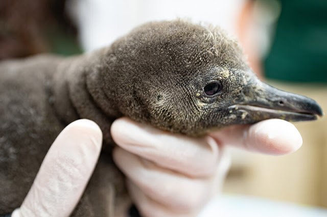 a baby penguin rests on a vet's gloved hand. it has grey feathers