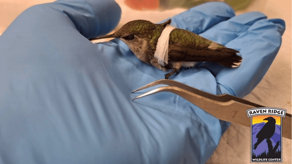 Pennsylvania vets fix a hummingbird’s tiny broken wing with tweezers ...