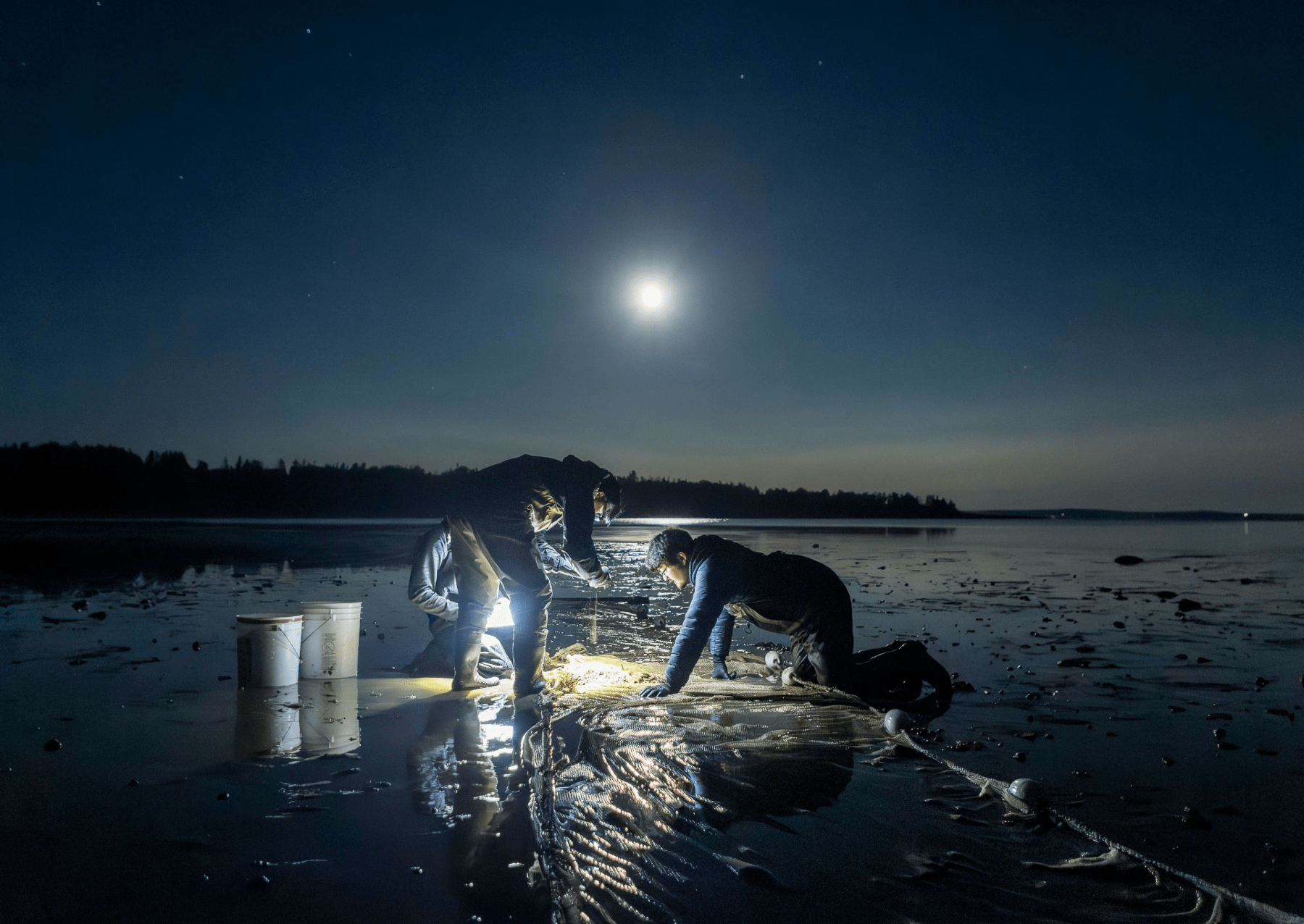 three scientists study the contents of a large net in a swamp under moonlight