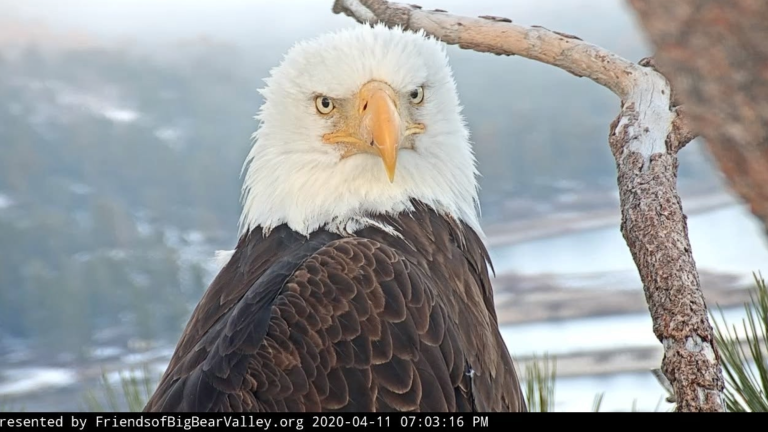an eagle glares directly at a camera