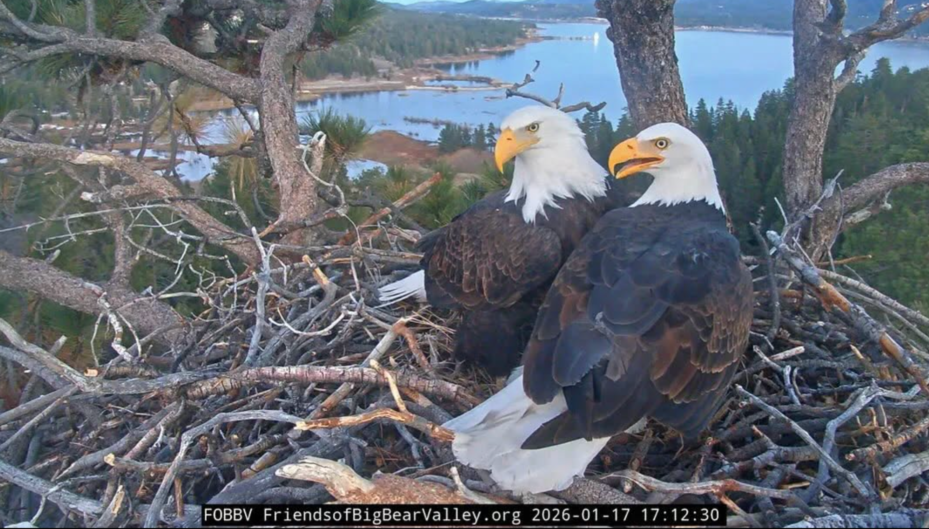 two bald eagles
