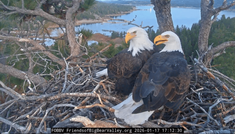 two bald eagles