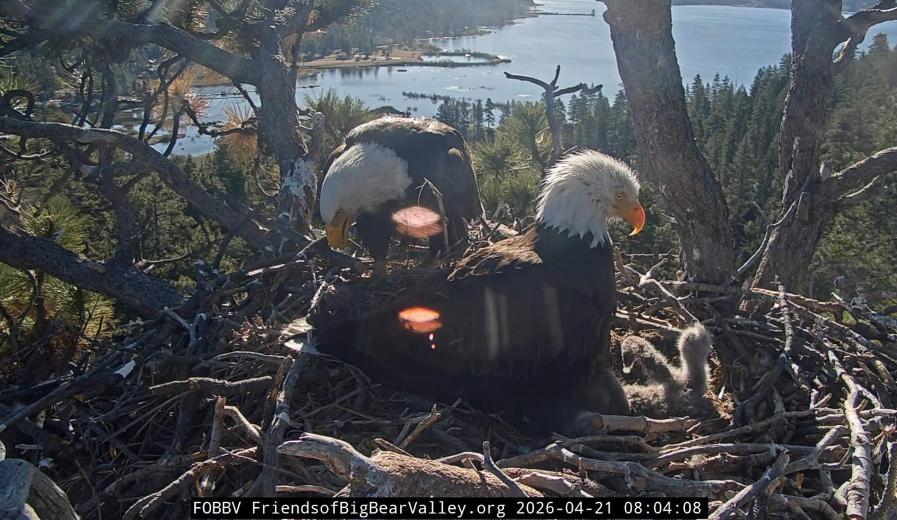 eagles in nest