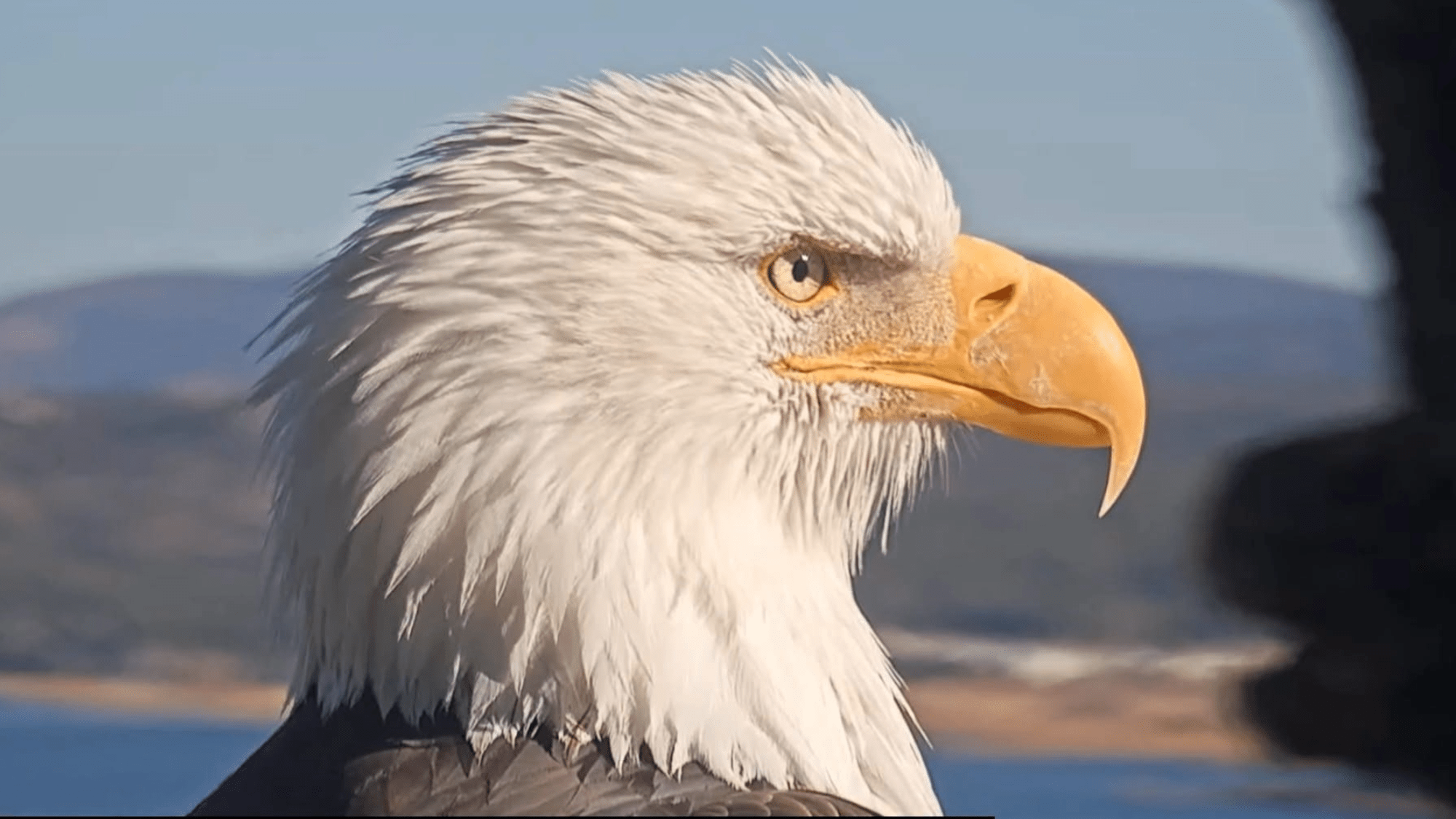 the profile of a bald eagle, with black and white feathers and a yellow beak