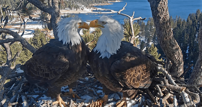 two eagles on a nest