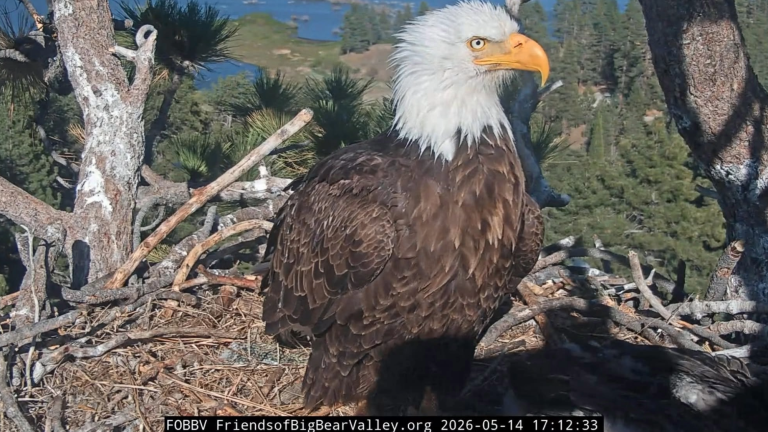 a bald eagle on a nest