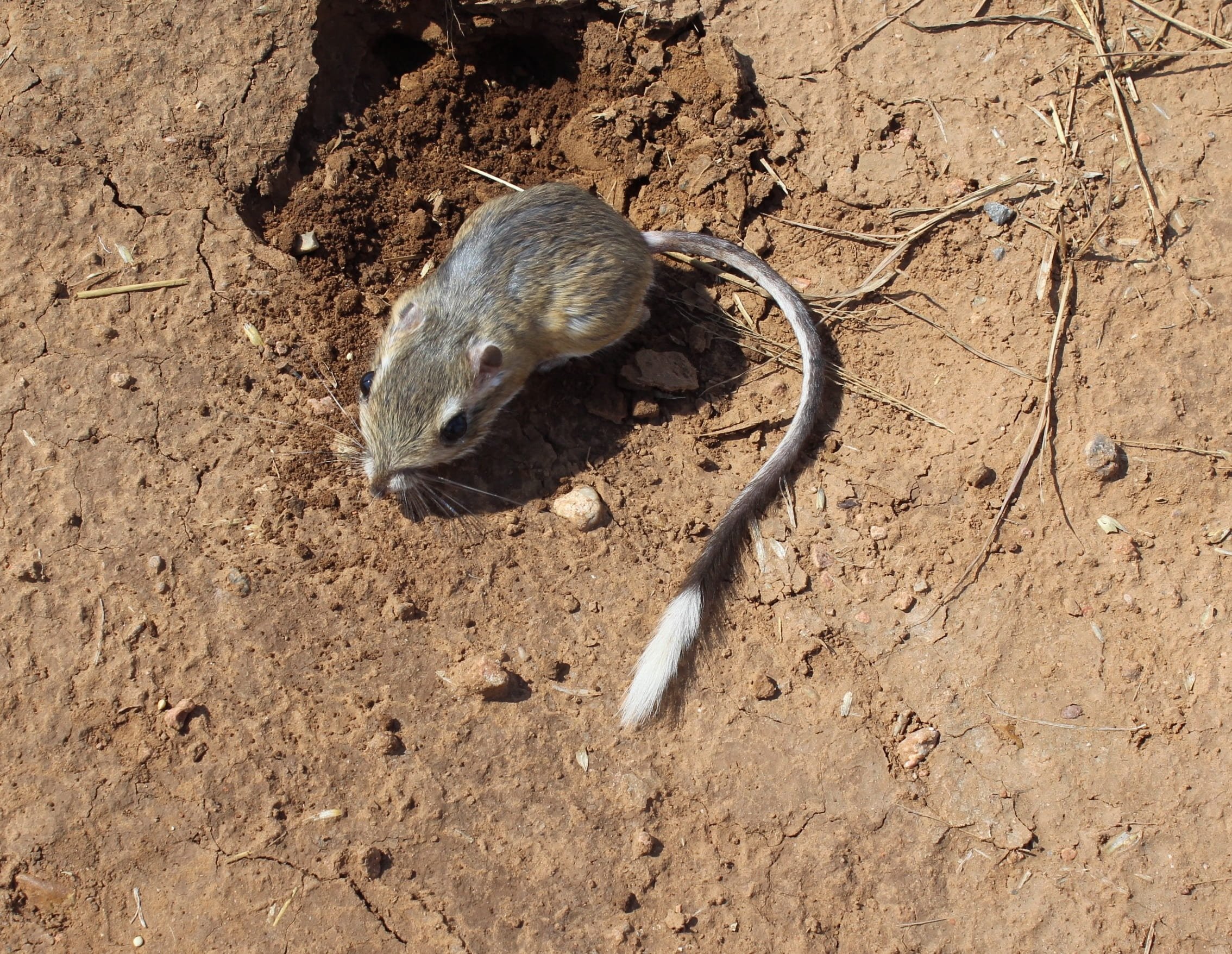 a small rodent burrowing in the dirt