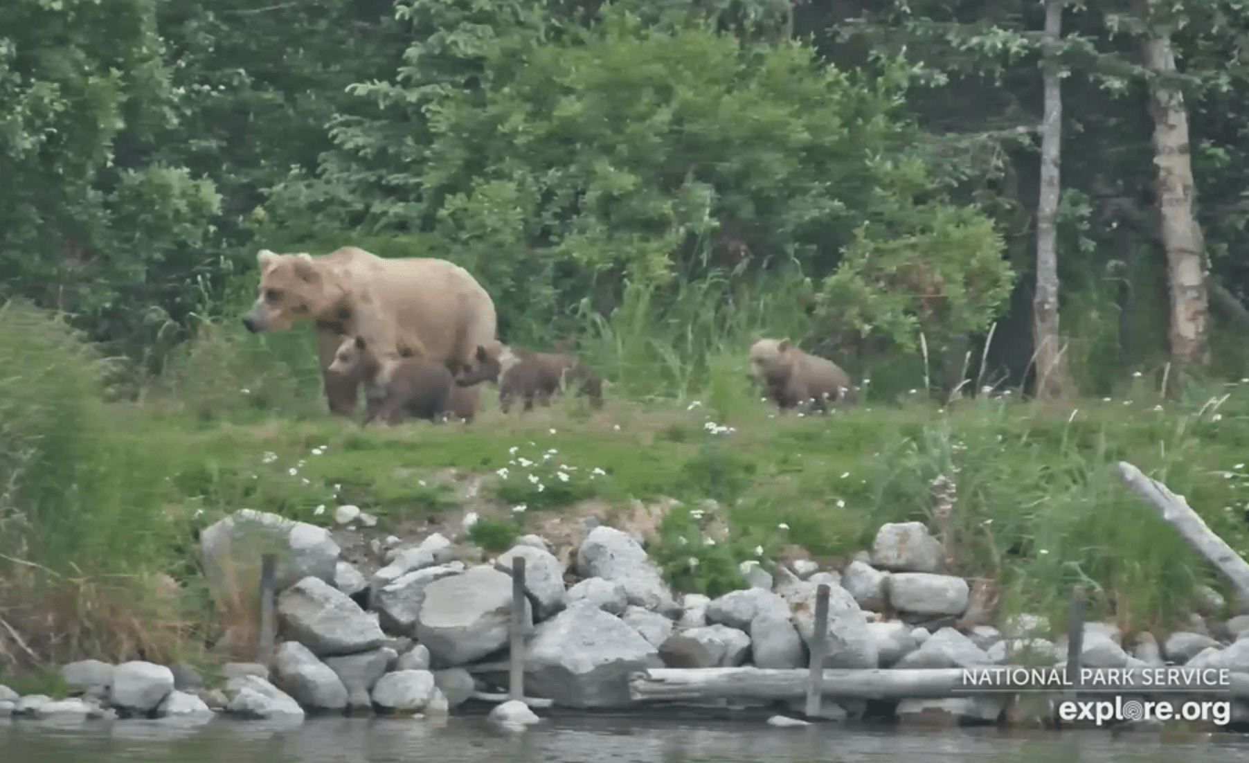 bear cubs with mother