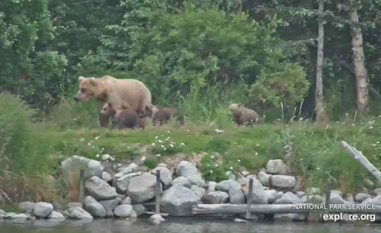 bear cubs with mother