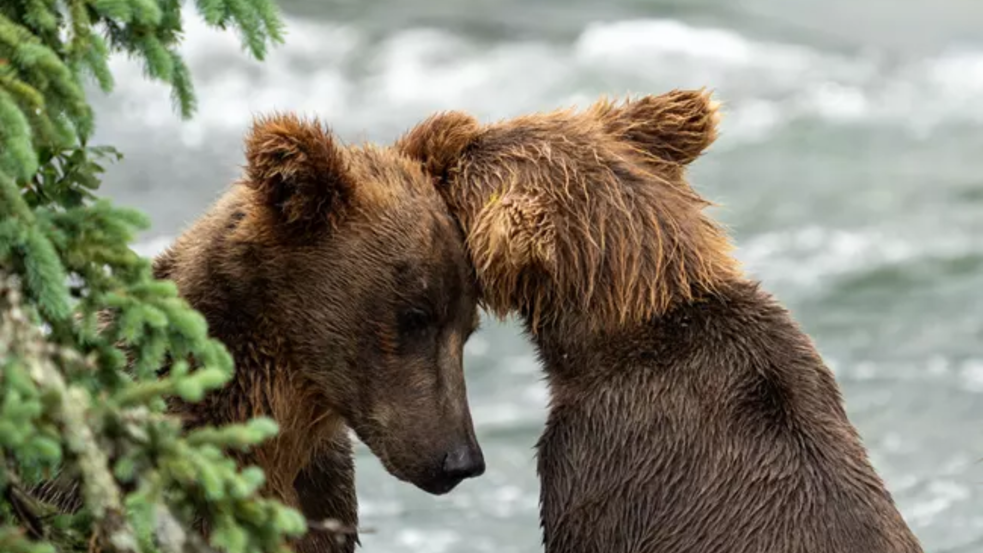 Don’t worry, Katmai’s brown bears didn’t vanish from Brooks Falls