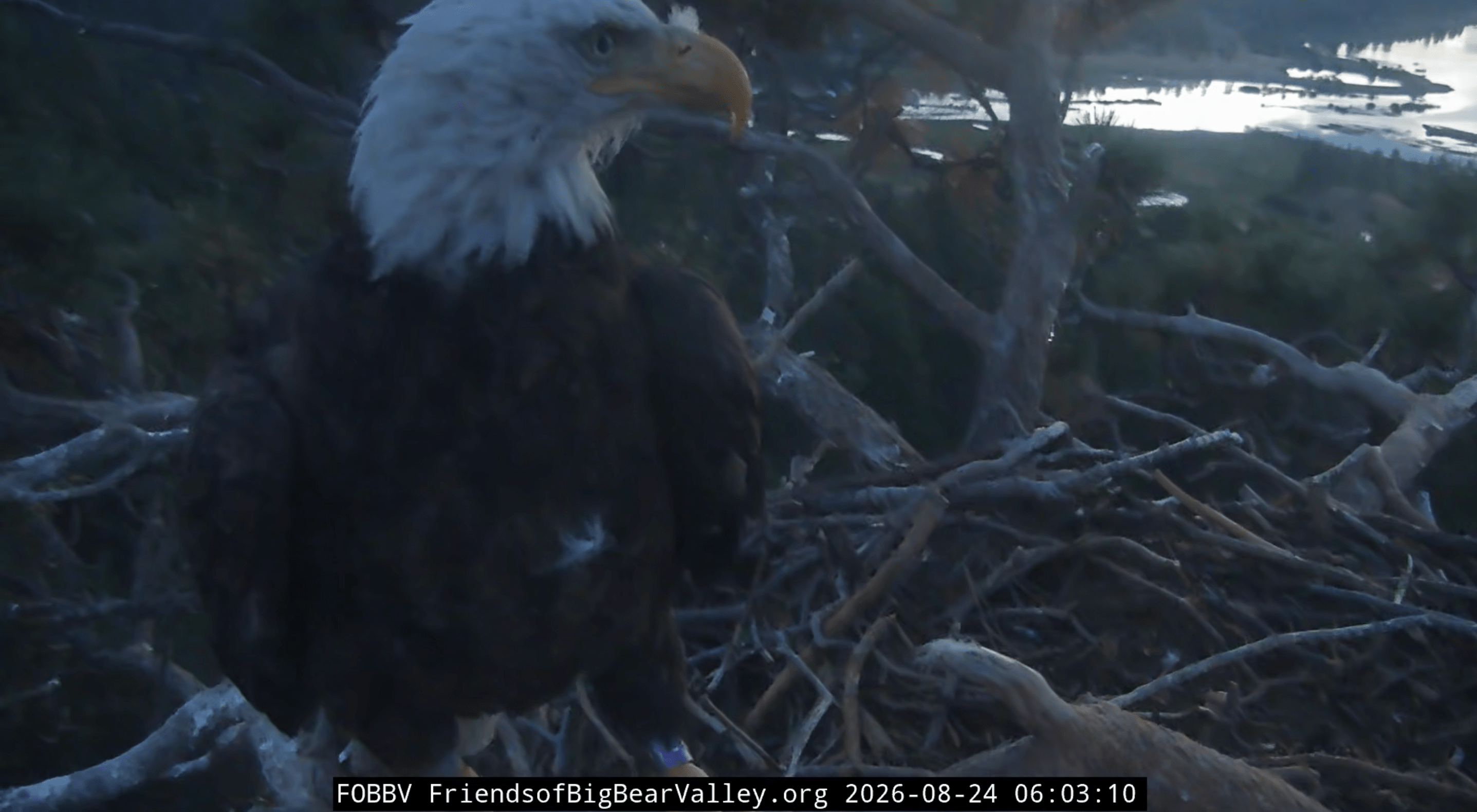 an eagle with a purple band on her leg stands on a nest as the sun rises over a lake