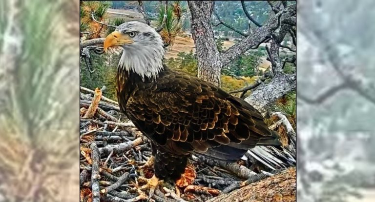 bald eagle